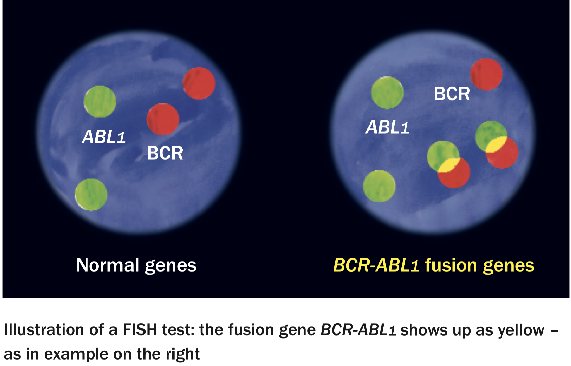 FISH Diagram