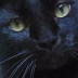 Pusser's picture