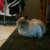 pin's picture