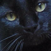 Pusser's picture