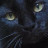 Pusser's picture