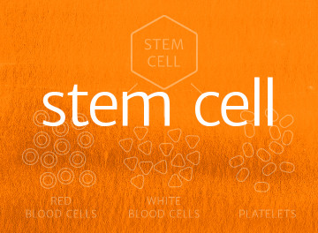 Stem Cell transplantation