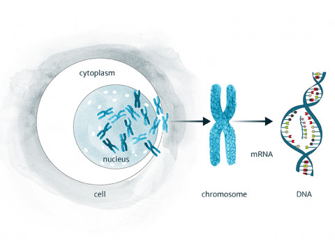 A diagrammatic representation of the human cell