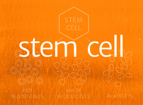 Stem Cell transplantation