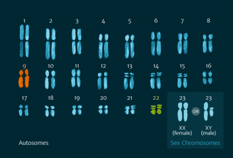 A diagrammatic representation of the human karyotype