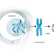 A diagrammatic representation of the human cell