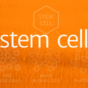 Stem Cell transplantation