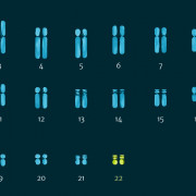 A diagrammatic representation of the human karyotype