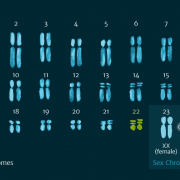 A diagrammatic representation of the human karyotype